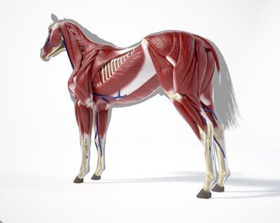 Horse Anatomy. Muscular system